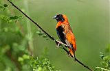 Southern Red Bishopborder=